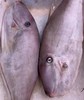 大竹婆鱼 商品缩略图0