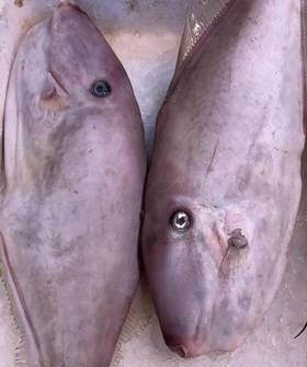 大竹婆鱼