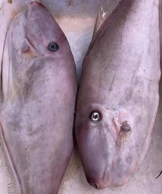 大竹婆鱼 商品图0