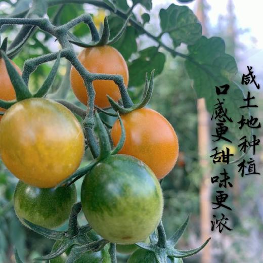 龙海金蜜佳mini小番茄 3斤装 商品图4