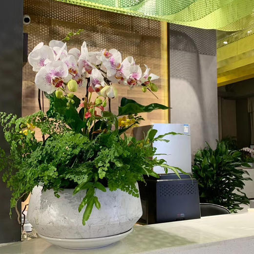 年桔蝴蝶兰一品红圣诞红喜庆新春公司企业酒店大厅前台装扮年宵盆栽开业乔迁亲友送礼 商品图1