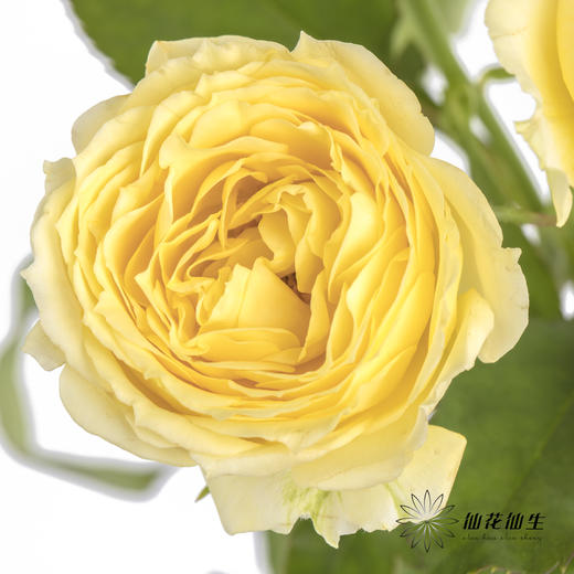 多头玫瑰 | 米兰公主