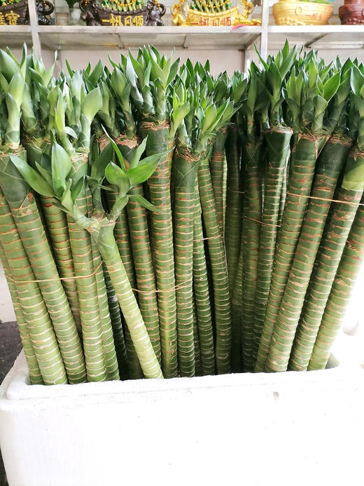 多芽直竹 10支/扎 10扎起批 高度可选