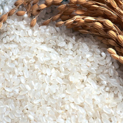 伊古道 俄罗斯大米 精米1kg 尝鲜装