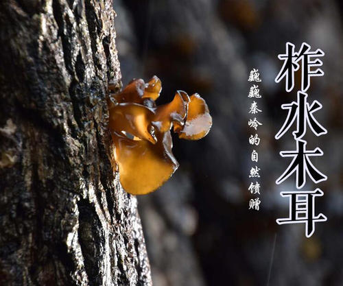 供销牛柞水木耳160g 商品图0