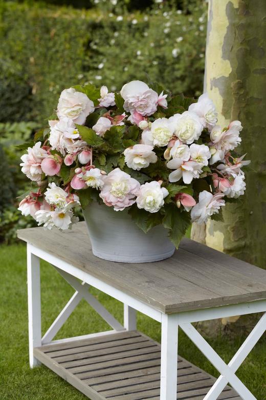 【预售】进口种球 球根海棠芳香白1球装 垂吊海棠