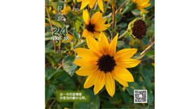 【花丘•心语】