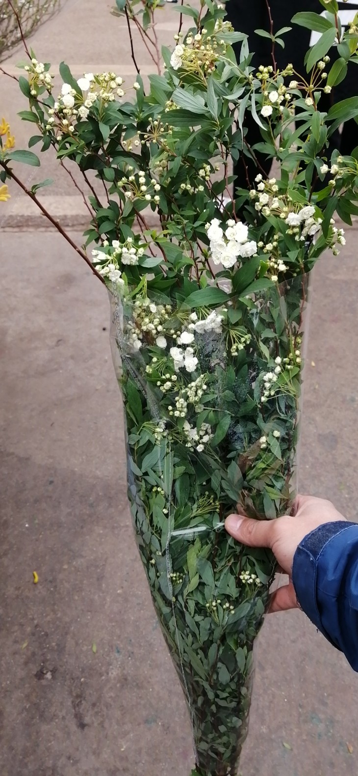 【昆明发货】国产精选草花-小手球重瓣,单瓣系列(不定枝),长度至少