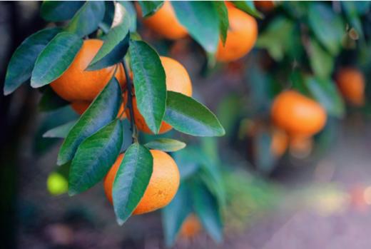 云南哀牢山沃柑（新华欣专供）-1斤 商品图2