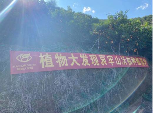 云南哀牢山沃柑（新华欣专供）-1斤 商品图4