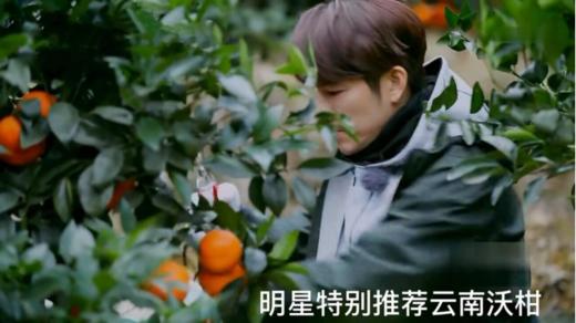 云南哀牢山沃柑（新华欣专供）-1斤 商品图5