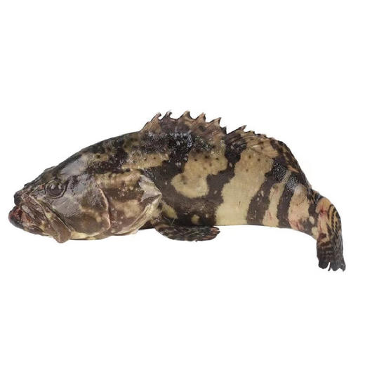 基地直供】海南野生龙胆石斑鱼去腮去肚子 多种规格可选择 - 石化优加