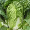 大白菜 商品缩略图2