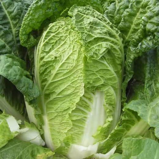 大白菜 商品图2