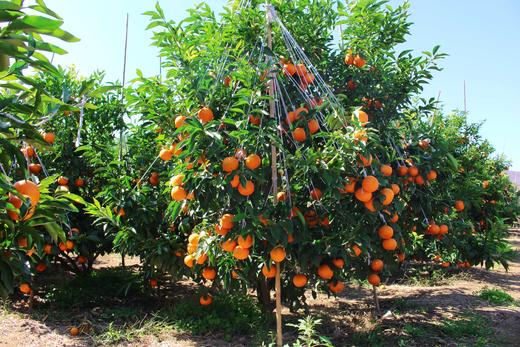 云南哀牢山沃柑（新华欣专供）-1斤 商品图1