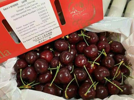 澳洲最贵的金考拉车厘子樱桃原包装进口2kg28-30mm/30-32mm/32-34mm