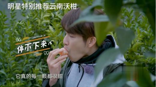 云南哀牢山沃柑（新华欣专供）-1斤 商品图8