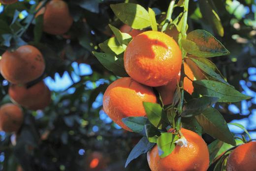 云南哀牢山沃柑（新华欣专供）-1斤 商品图10