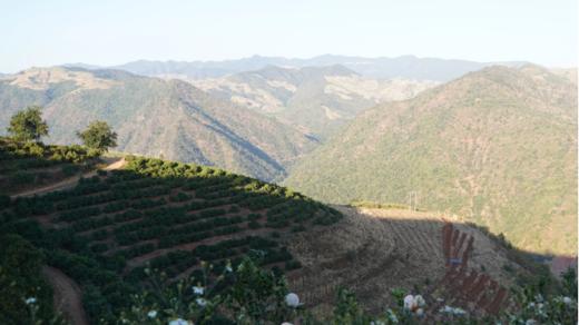 云南哀牢山沃柑（新华欣专供）-1斤 商品图3