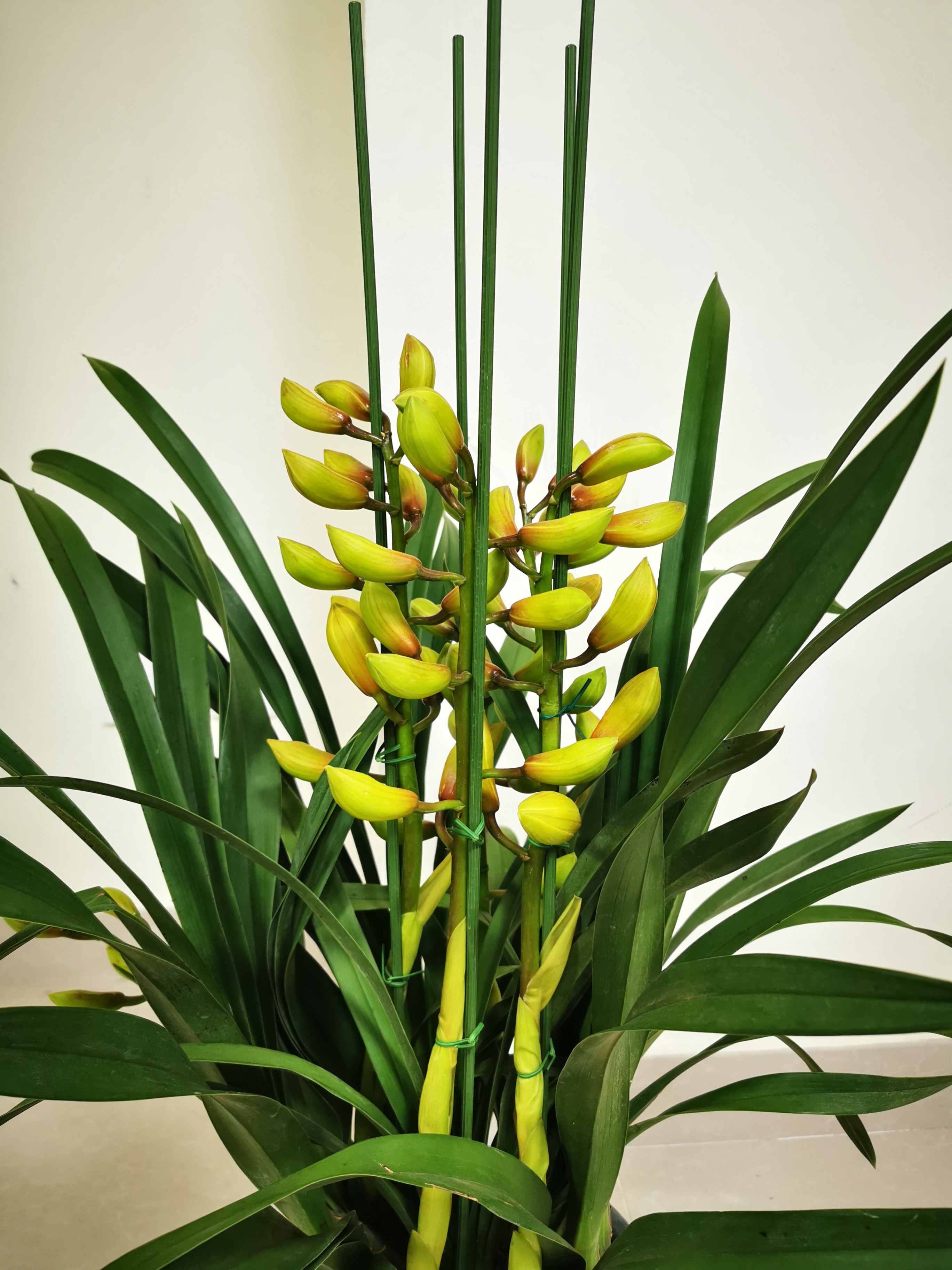 【大花蕙兰--金光】 5-8支花箭 花期长 麓山业主专享 新春花卉 每周四