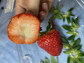 你能拒绝冬天的第一颗有机草莓吗 