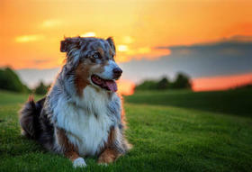 牧羊犬
