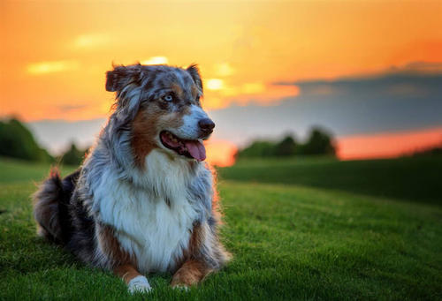 牧羊犬 商品图0