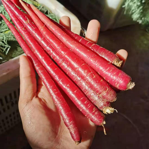 『大理紫玉胡萝卜』原生品种 自然种植 现挖现发