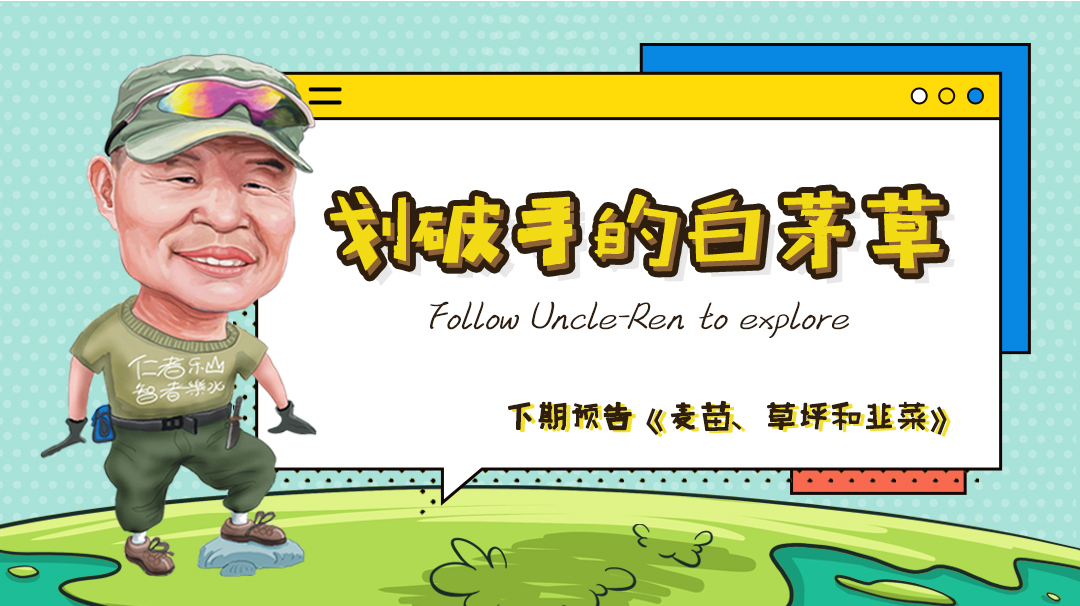 划破手的白茅草