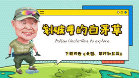 划破手的白茅草