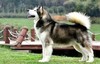 白熊犬 商品缩略图0