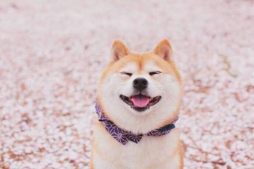 秋田犬 商品图0