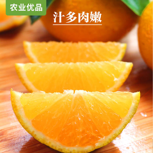 “此商品不参加买多少送多少活动” 助农产品|建阳潭泉桔柚【3kg/5kg】产地现摘直发 包邮到家 商品图2