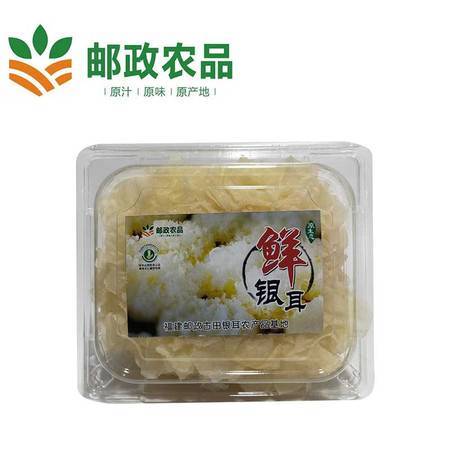【邮政惠农合作】 新鲜银耳白木耳鲜雪耳 非干货 125g/朵 6朵盒装鲜银耳 商品图2