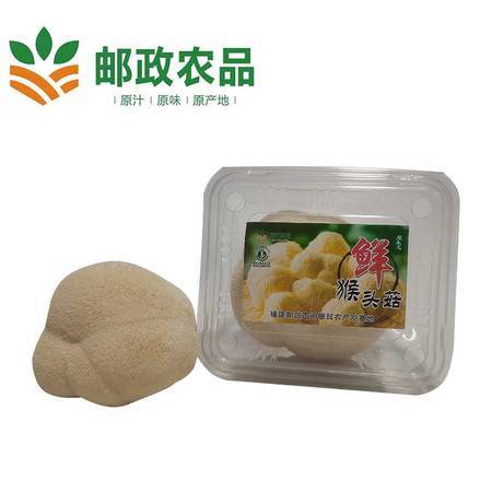 【邮政惠农合作】 新鲜猴头菇 食用菌菇非干货 5朵盒装鲜猴头菇 商品图1