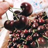 【智利3J加黑厘子】礼盒装 ，新鲜，脆甜多汁。 商品缩略图8