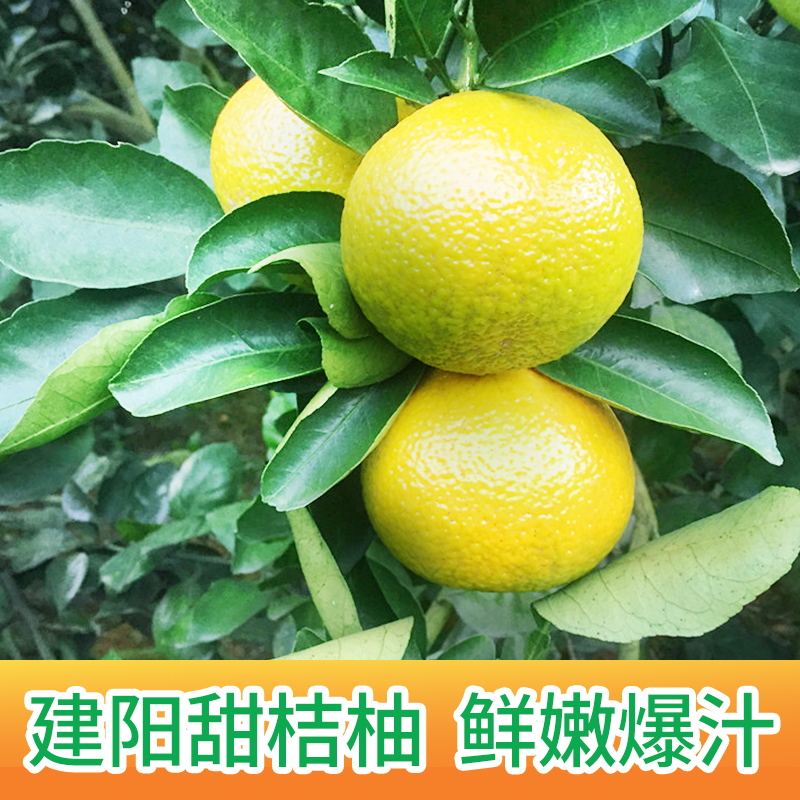 “此商品不参加买多少送多少活动” 助农产品|建阳潭泉桔柚【3kg/5kg】产地现摘直发 包邮到家