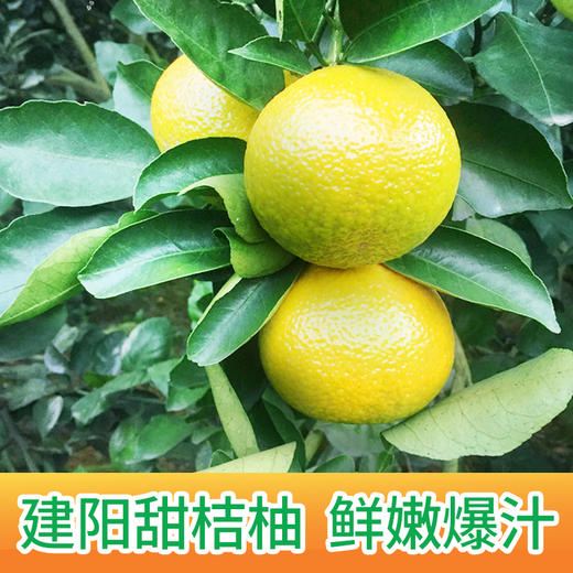 “此商品不参加买多少送多少活动” 助农产品|建阳潭泉桔柚【3kg/5kg】产地现摘直发 包邮到家 商品图0