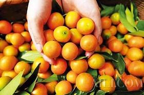  桃八园生态金桔，每一粒都是大自然的恩赐 