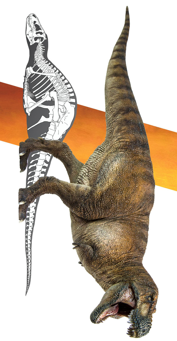 pnso恐龙博物馆霸王龙威尔逊1:35科学艺术模型