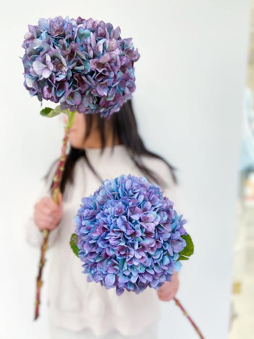 【周四团购】秋色绣球单只39.8元 2人拼团 商品图1