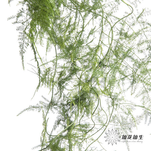 叶材 | 文竹 商品图5