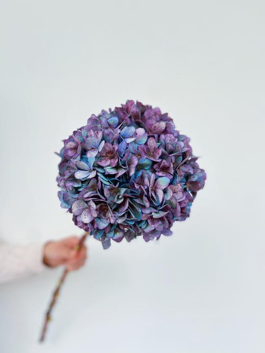 【周四团购】秋色绣球单只39.8元 2人拼团 商品图0