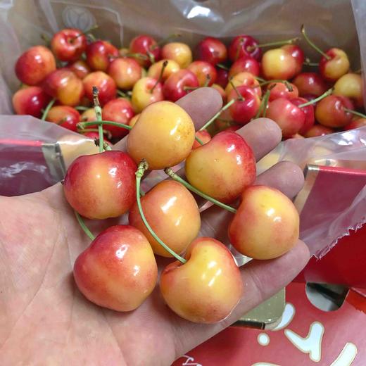 【jj 黄车】蕾妮尔黄车厘子,空运货脆甜口感,个头不大口感很好,入口核