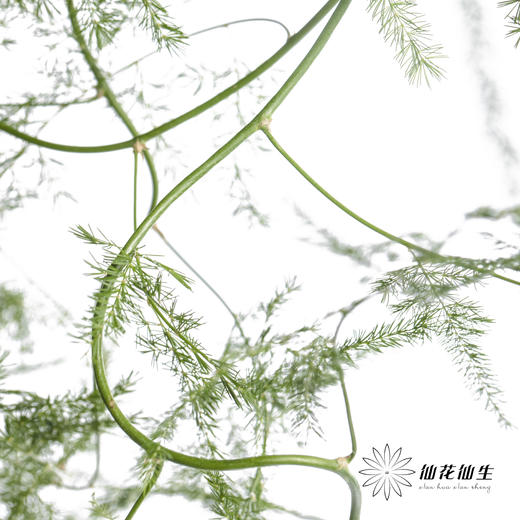 叶材 | 文竹 商品图3