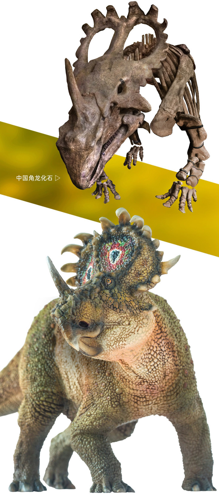 pnso恐龙大王成长陪伴模型40中国角龙阿齐