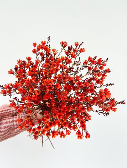 【周四秒杀】红色澳梅一把49.8元 商品图0