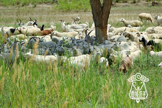 新疆尉犁县塔河羔羊 商品图2