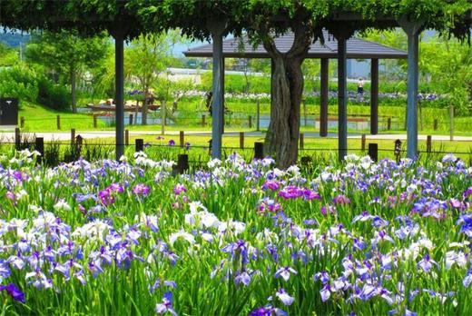 日本艺术与设计活动建筑-旧市镇街景三 商品图13