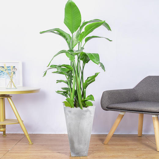 美迪花世界网红天堂鸟盆栽大型植物客厅办公室大盆栽大叶合肥同城送货